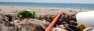 An orange and pink plastic straw and styrofoam cup mixed into seaweed washed up on a beach in Westerly, RI